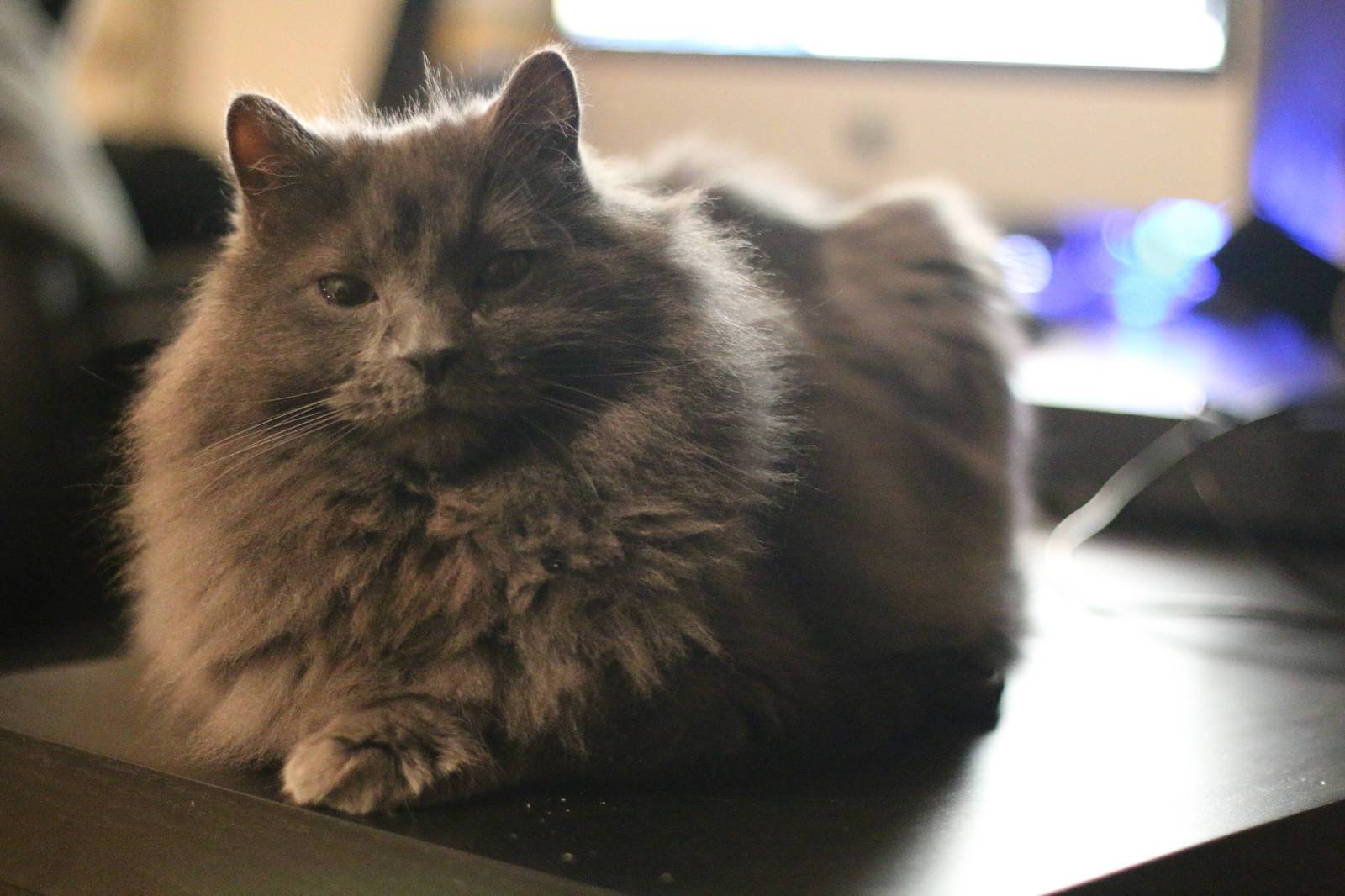 Cat-Loaves - cat, Loaf, Longpost