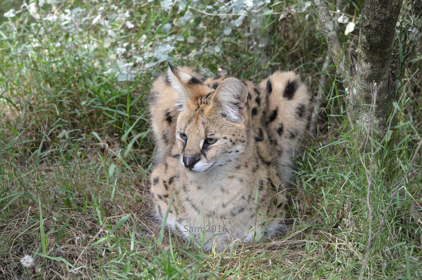 Big Cat Loaves. - Loaf, Tiger, Serval, Jaguar, Lynx, Snow Leopard, Longpost