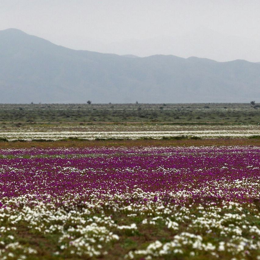 The world's driest desert, the Atacama Desert, has blossomed after winter rain showers. - Desert, Atacama Desert, Longpost