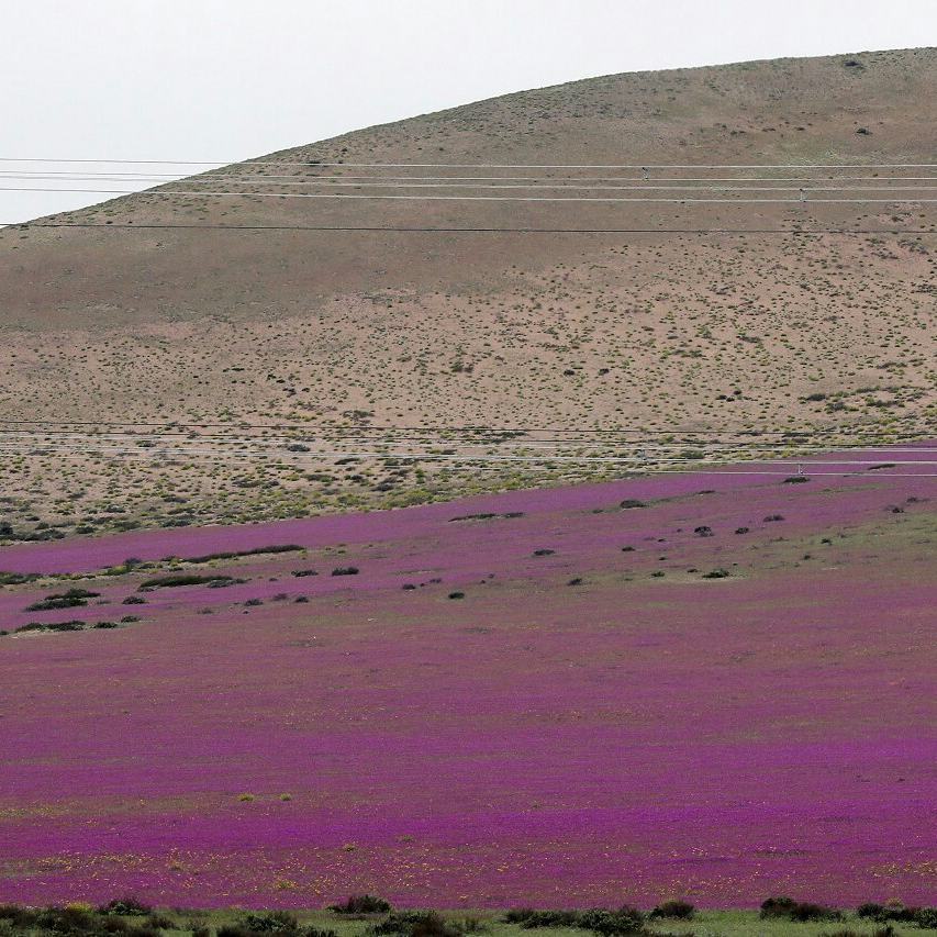 The world's driest desert, the Atacama Desert, has blossomed after winter rain showers. - Desert, Atacama Desert, Longpost