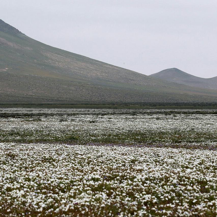 The world's driest desert, the Atacama Desert, has blossomed after winter rain showers. - Desert, Atacama Desert, Longpost