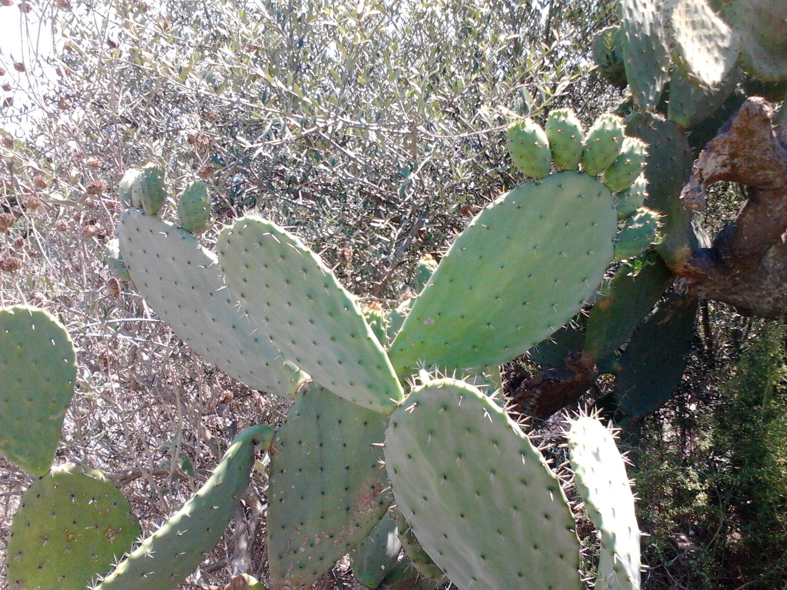 They pricked, cried, but continued ... - My, Cactus, , Greece, Ouch, My, Longpost