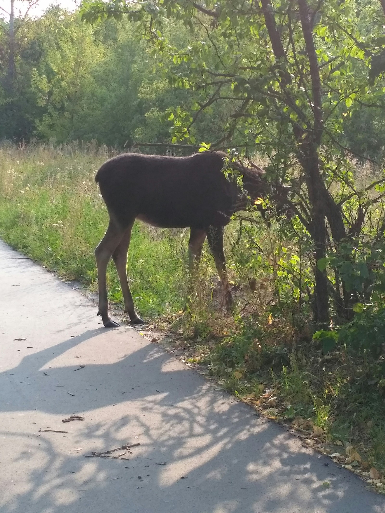 The main characters of our small town - My, Elk, My, Longpost, Zarechny, Penza Oblast