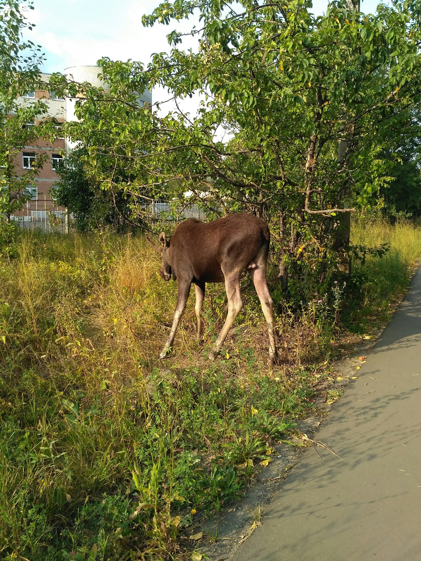 The main characters of our small town - My, Elk, My, Longpost, Zarechny, Penza Oblast