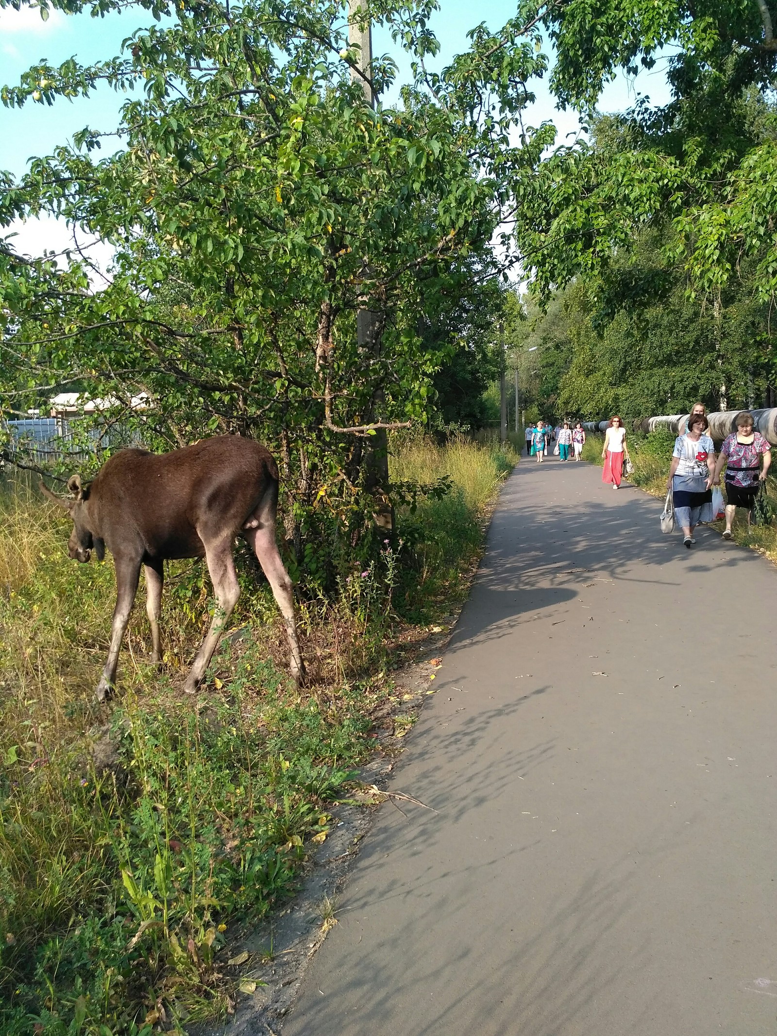 The main characters of our small town - My, Elk, My, Longpost, Zarechny, Penza Oblast