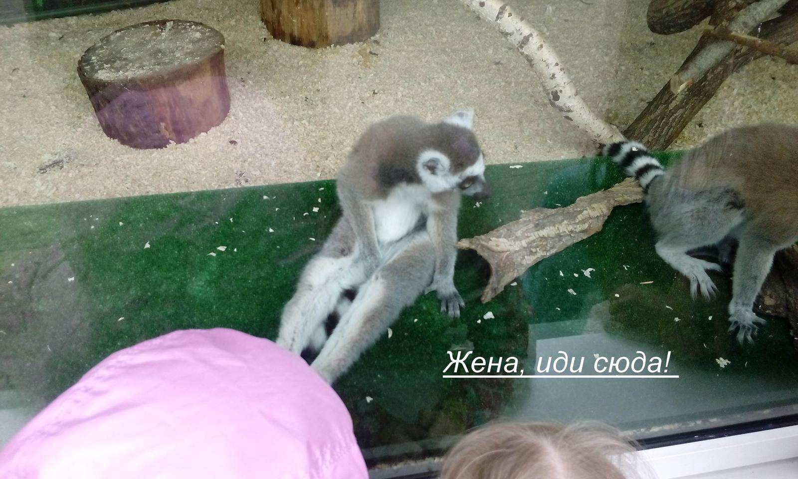 Once upon a time at the zoo... - My, Lemur, Zoo, Wife, Suspicion