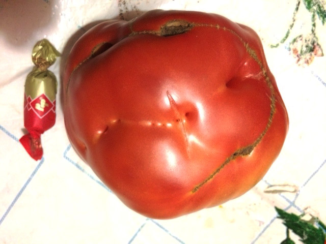 Signor Tomato - My, Tomatoes, Pareidolia, , Growing, Longpost