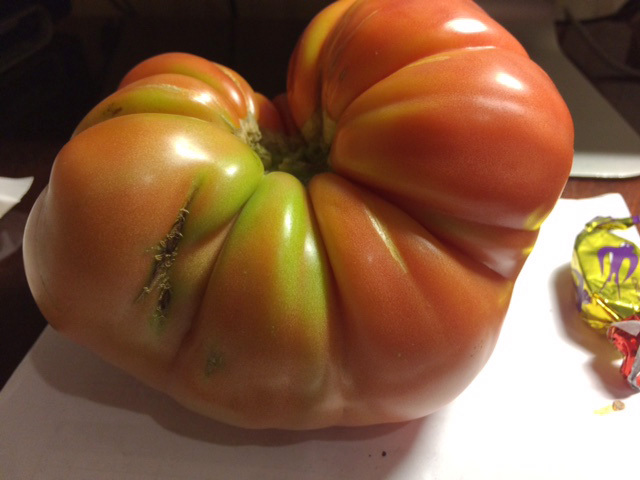 Signor Tomato - My, Tomatoes, Pareidolia, , Growing, Longpost