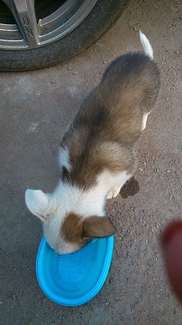 Please help!!! - My, Help, Found a dog, In good hands, Ufa, Longpost