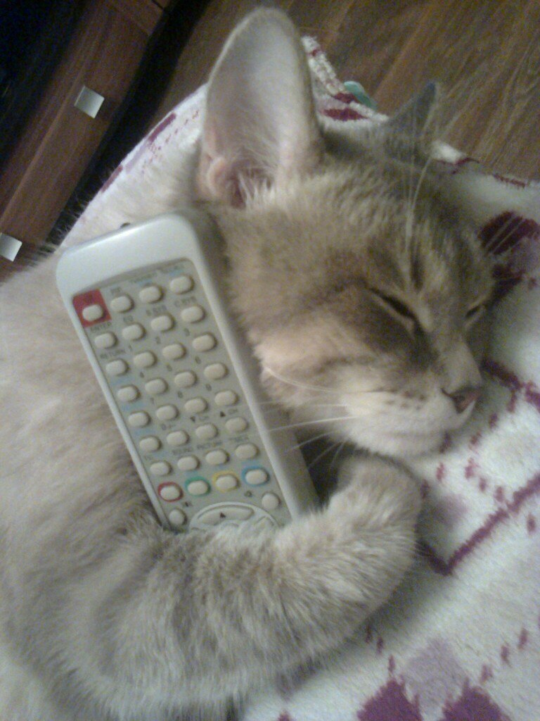 Console Master - Remote controller, cat, Dream, Homemade, The photo