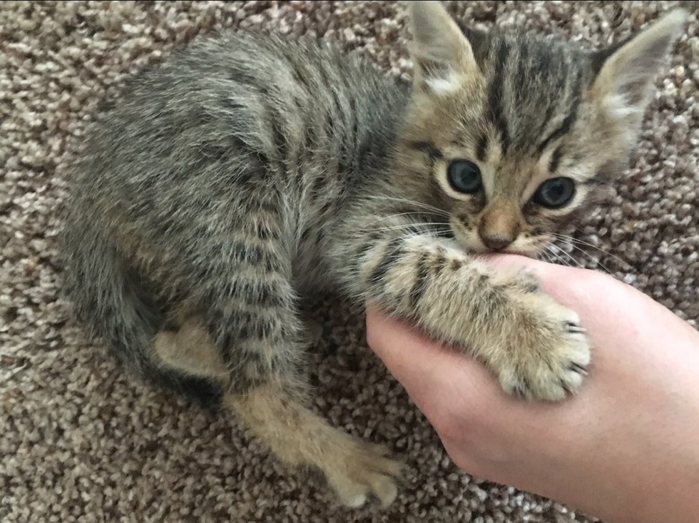 Basement kitten, makeover. - cat, Found, House, Longpost