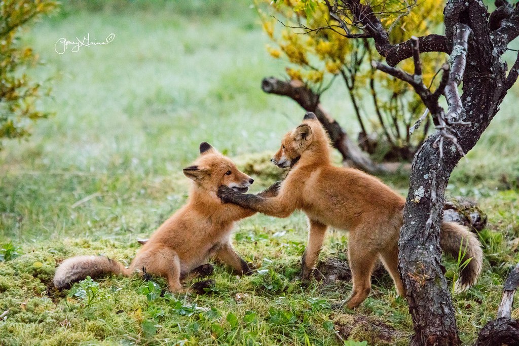 I swear! Protect the forest from rodents. I swear! conquer the internet with cuteness. I swear!... - Fox, Fyr, Milota, The photo