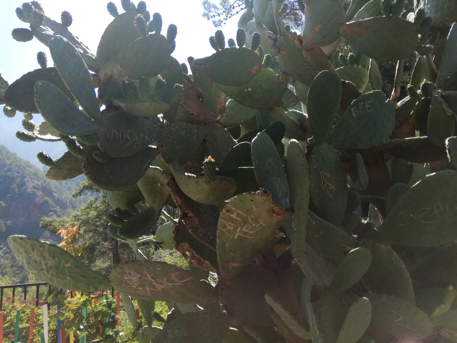 Turkish painted cactus - My, Turkey, Cactus, Pamukkale, Hieroglyphs