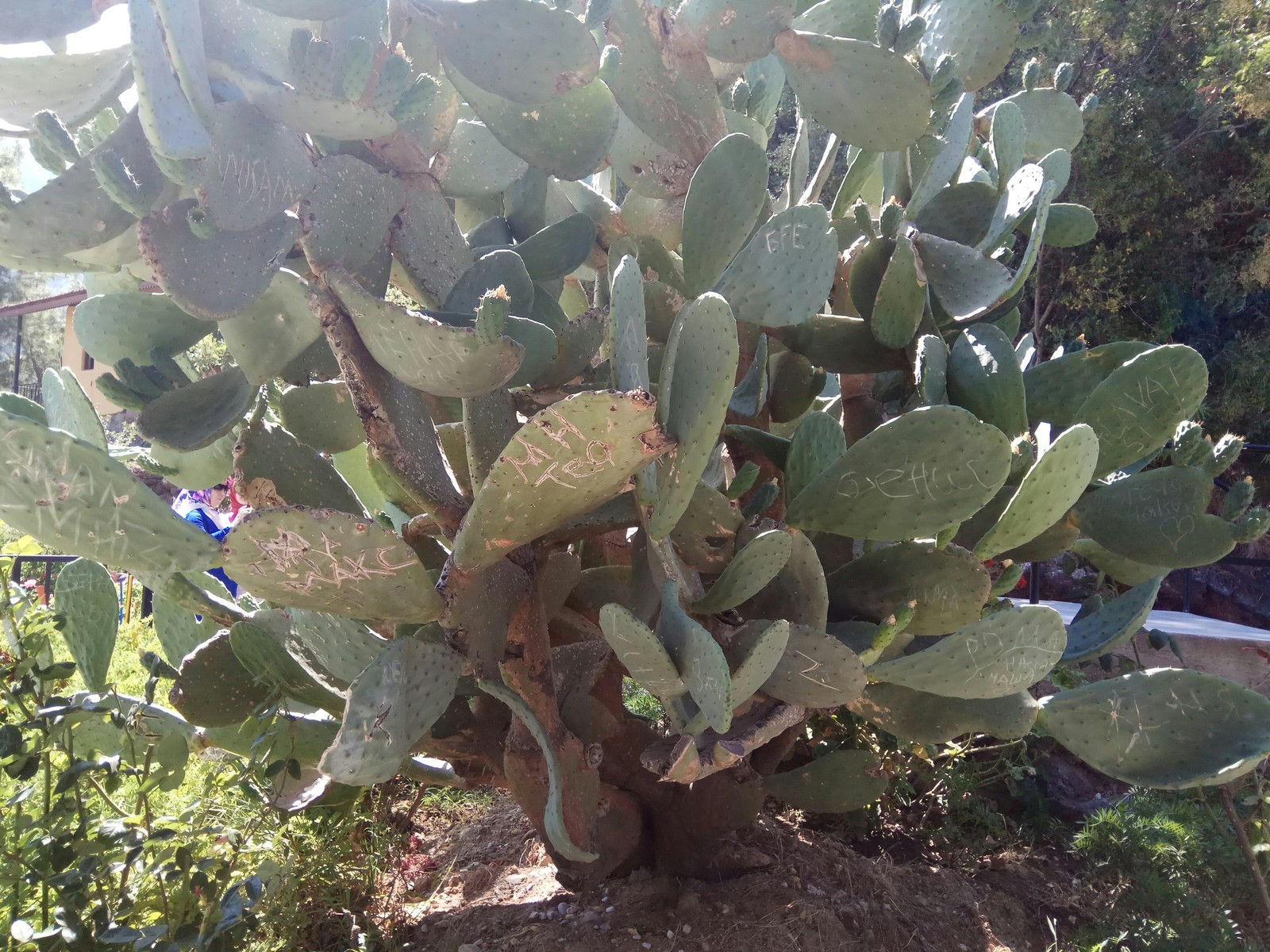 Turkish painted cactus - My, Turkey, Cactus, Pamukkale, Hieroglyphs