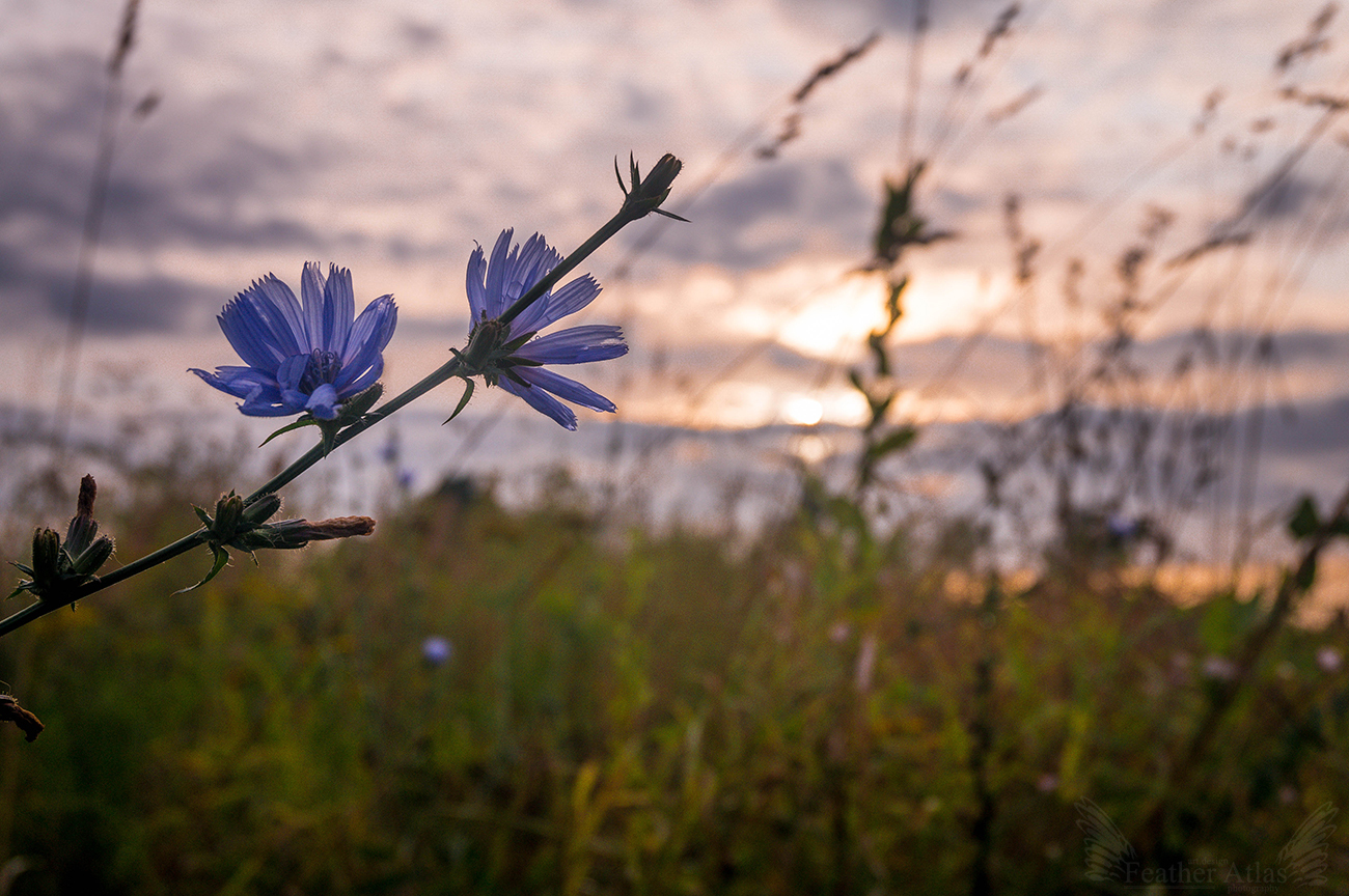 Last Summer Friday 2017 - My, Featheratlas, Nature, Landscape, Flowers, August, Summer, Volga, Sunset, Longpost, Volga river