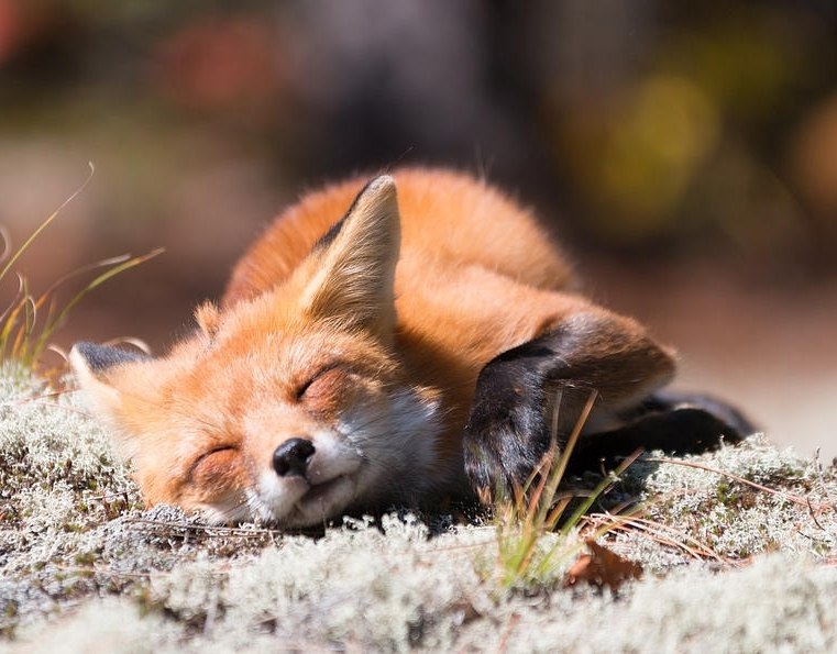 A languishing fox in a ribbon) - Fox, Animals