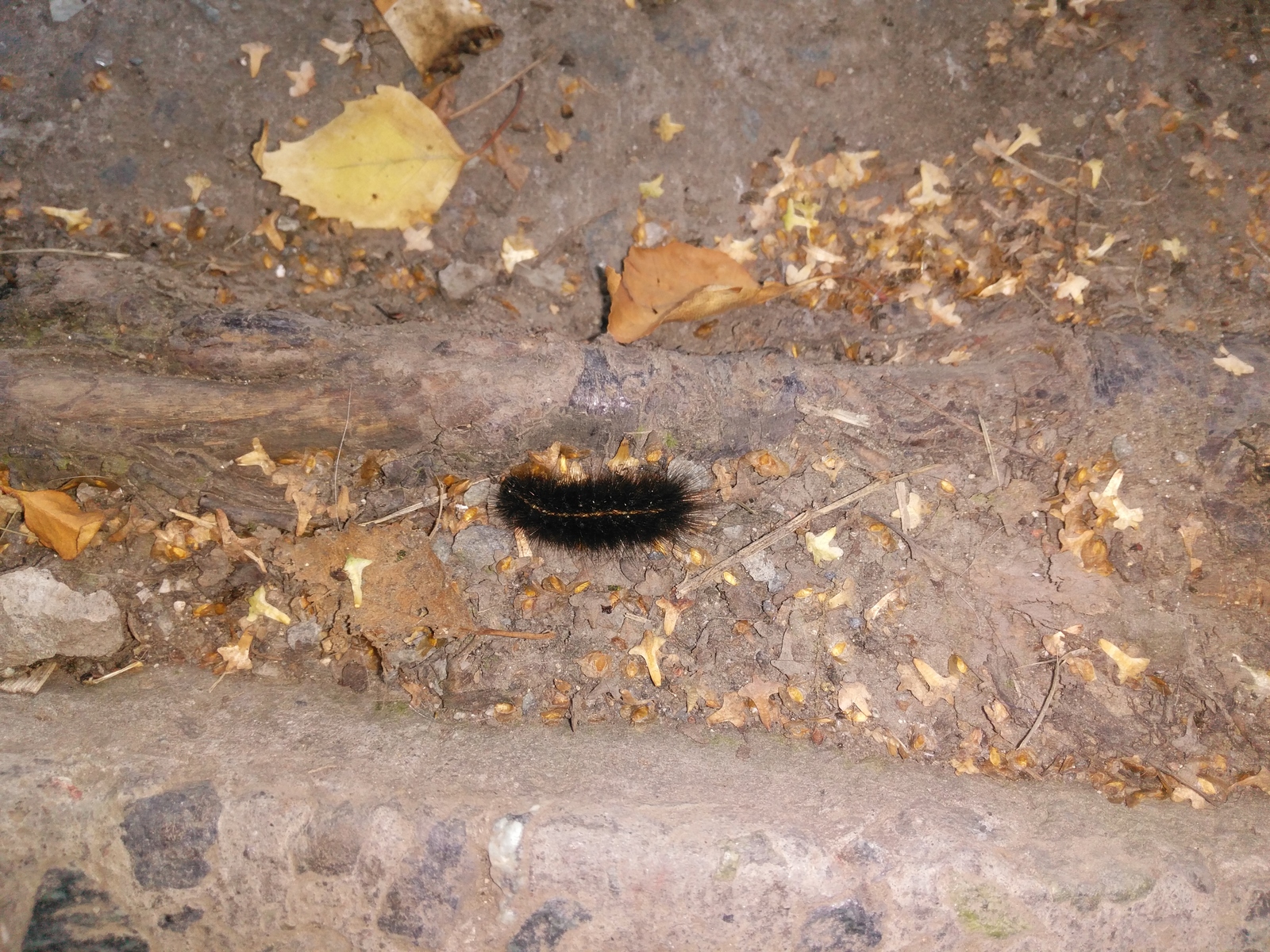 fluffy caterpillar - My, Caterpillar, Insects, The photo