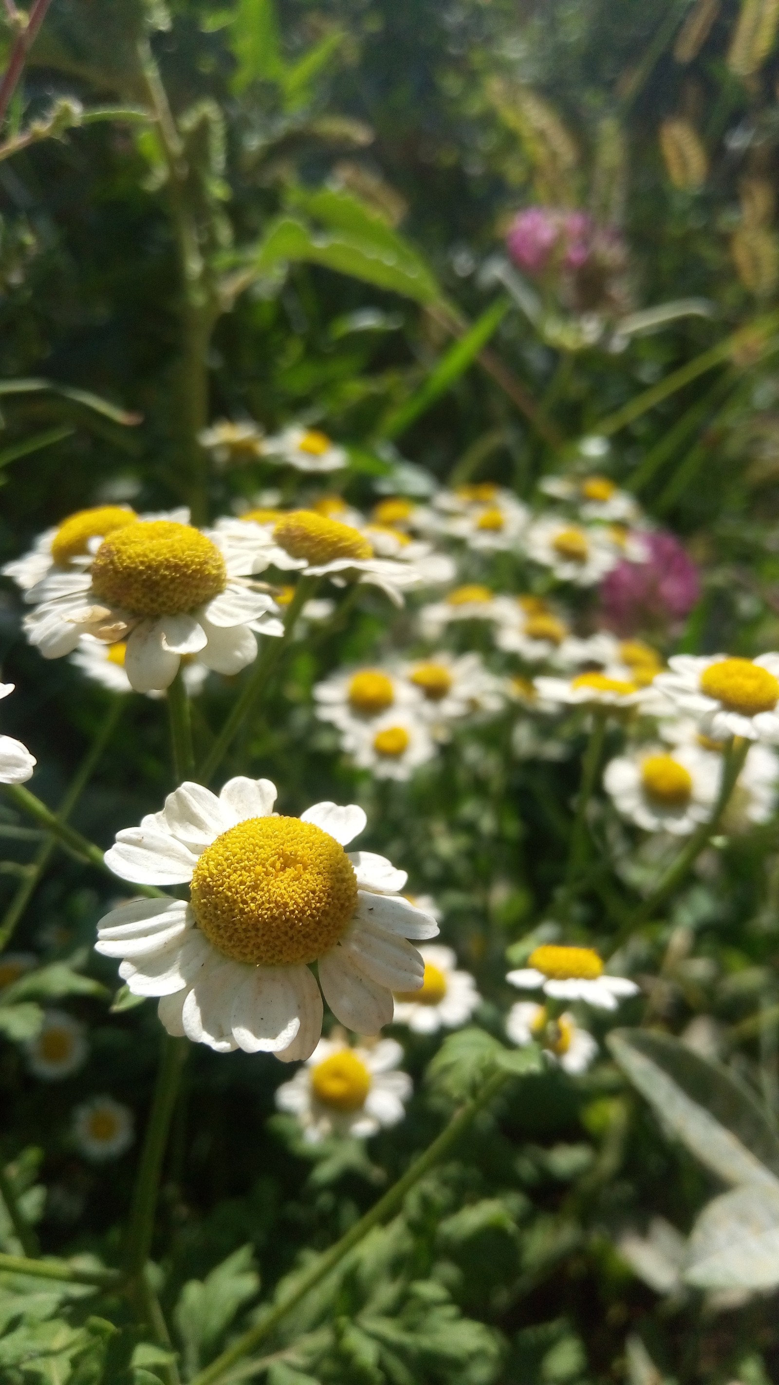 Chamomile - My, I want criticism, Nature, Chamomile, Flowers