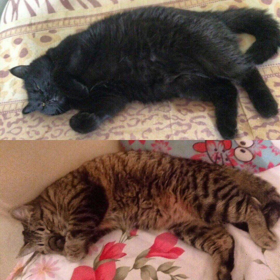 Mother and daughter - My, cat, Parents and children, Fatty, Excess weight