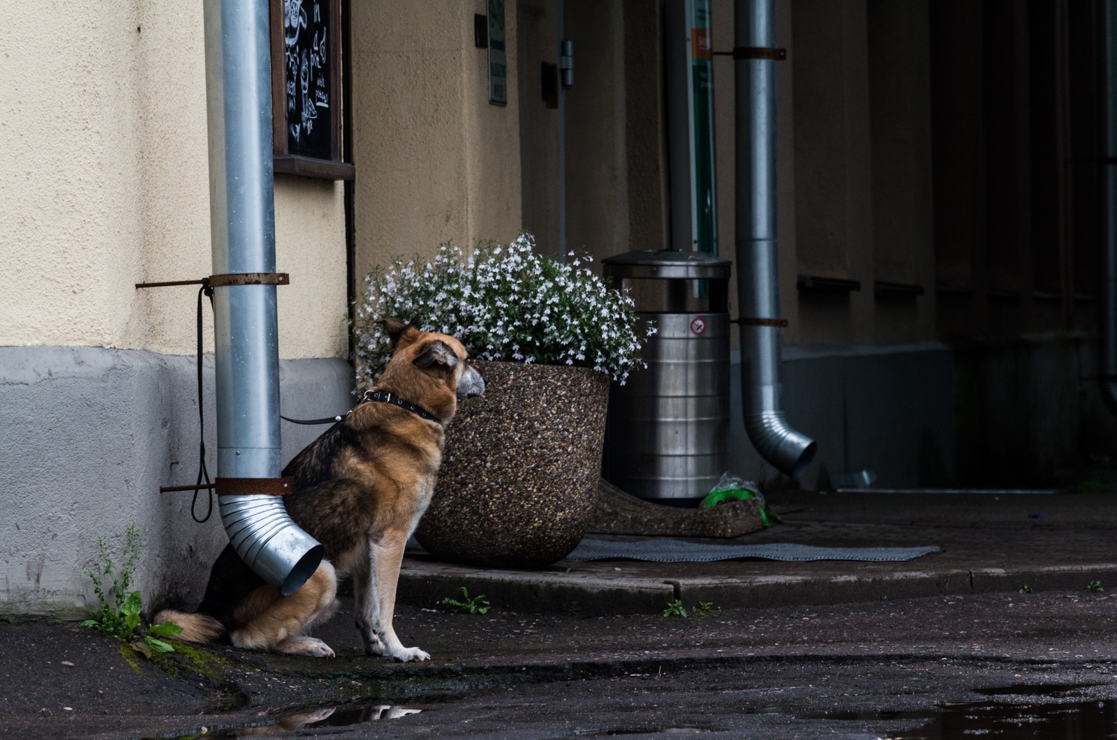 On a leash - My, On a leash, The photo, Dog, Canon 650d, 18-135