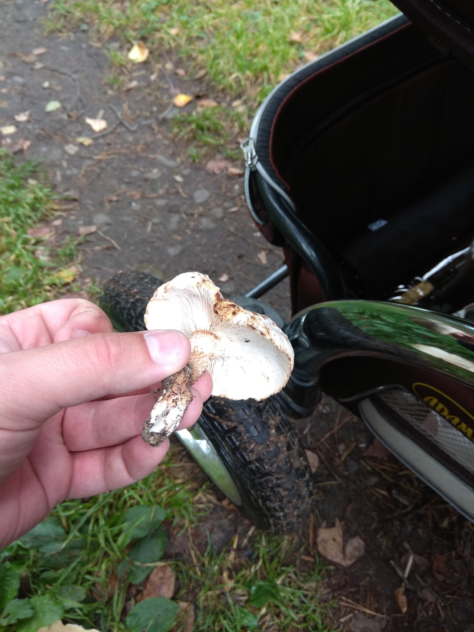 What kind of mushroom? - My, Mushrooms, , Silent hunt, Question, , Longpost