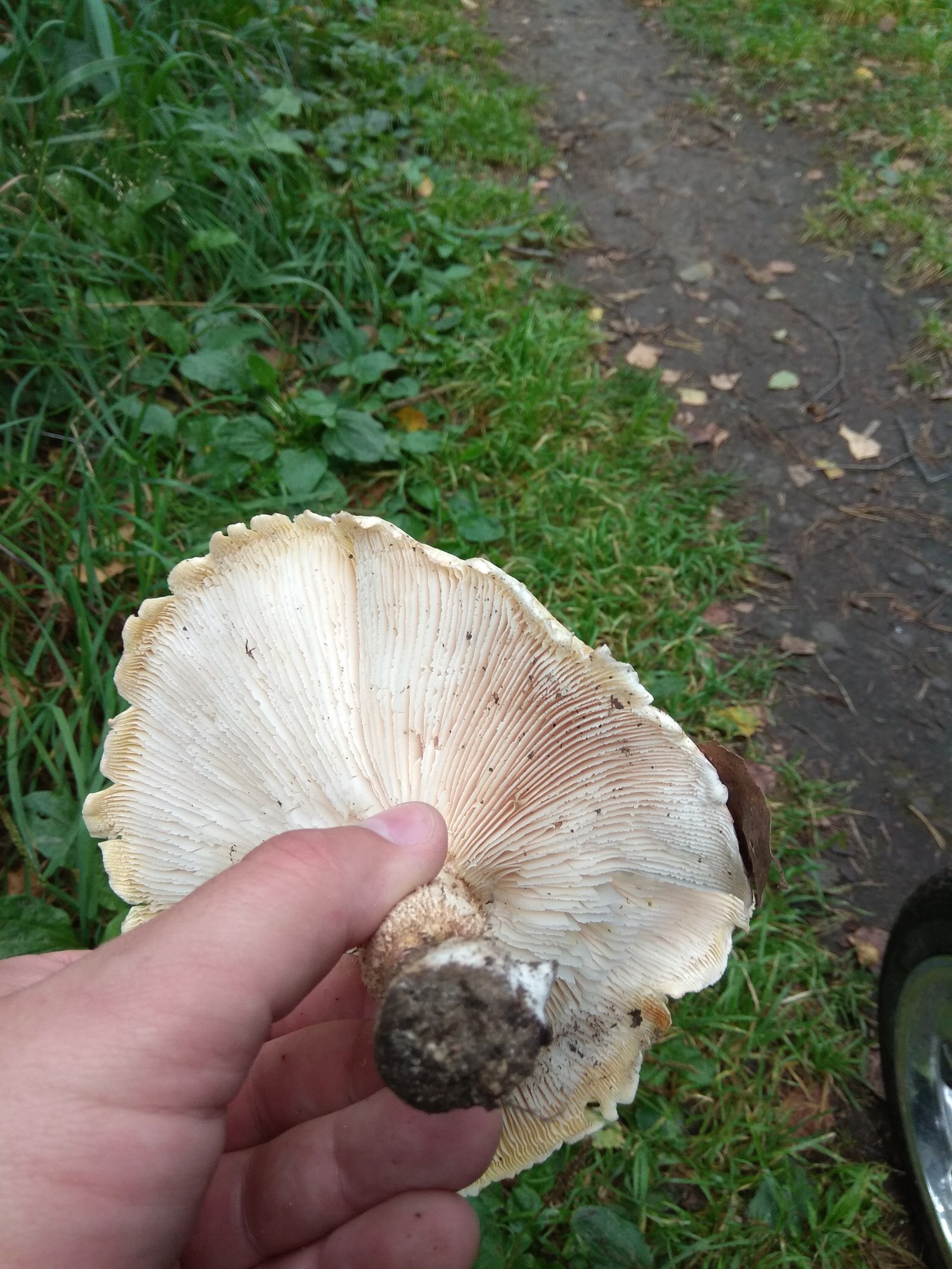 What kind of mushroom? - My, Mushrooms, , Silent hunt, Question, , Longpost