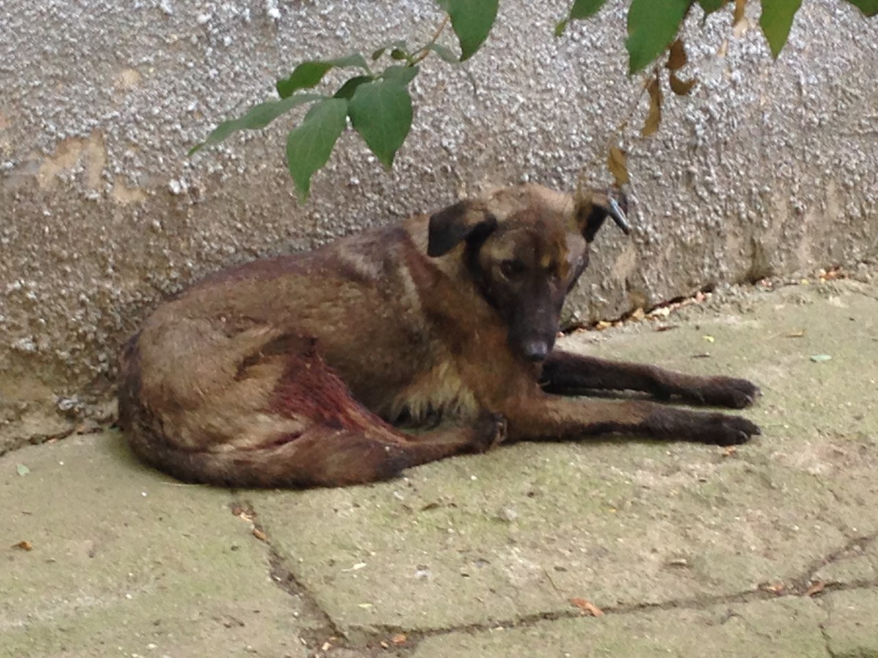 Crimean veterinary medicine. The faint of heart do not enter. - NSFW, , Veterinary, Cruelty to animals, Saw cut, Longpost, Dismemberment