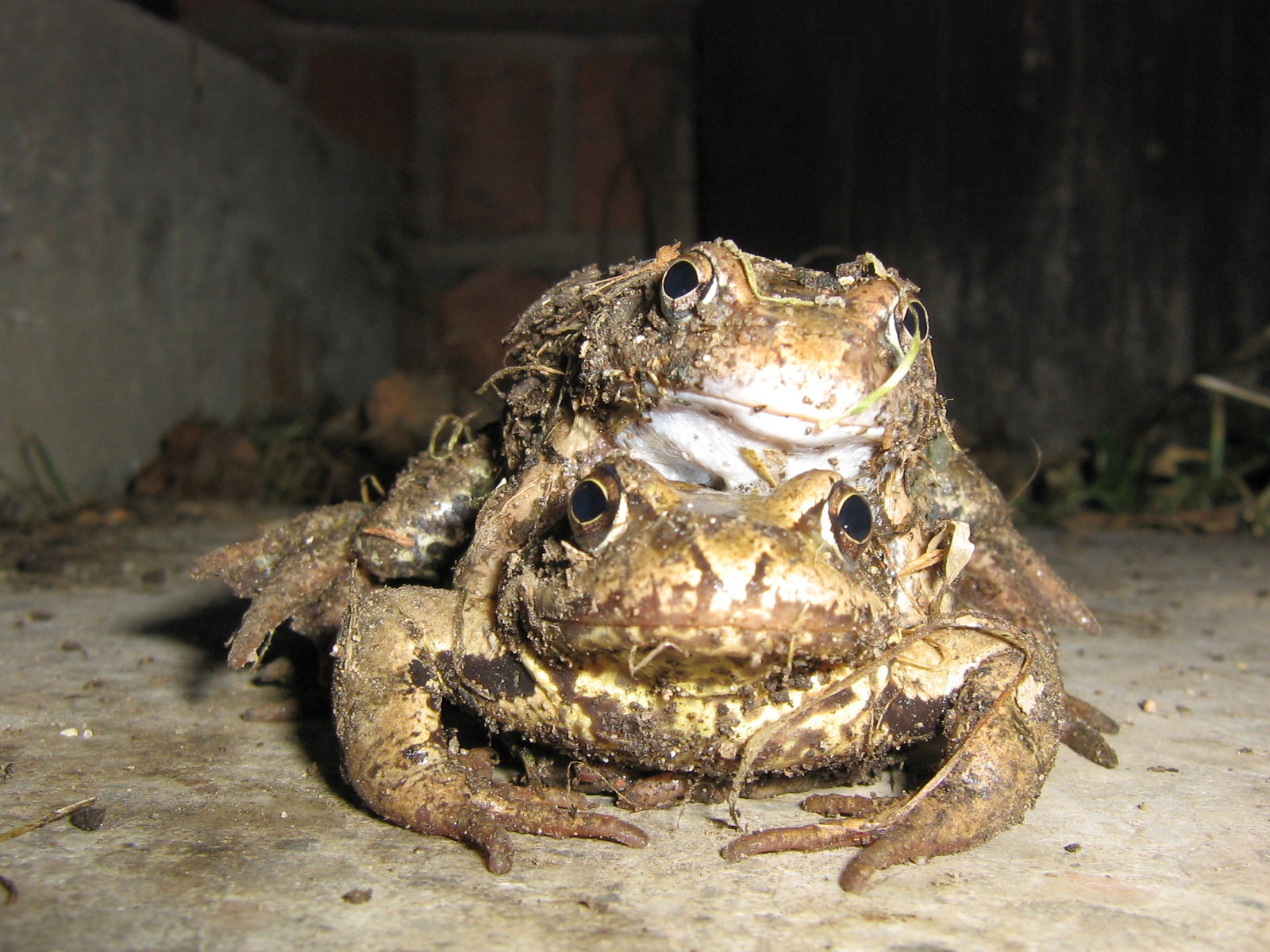 Toad cancer. - NSFW, My, Toad, 