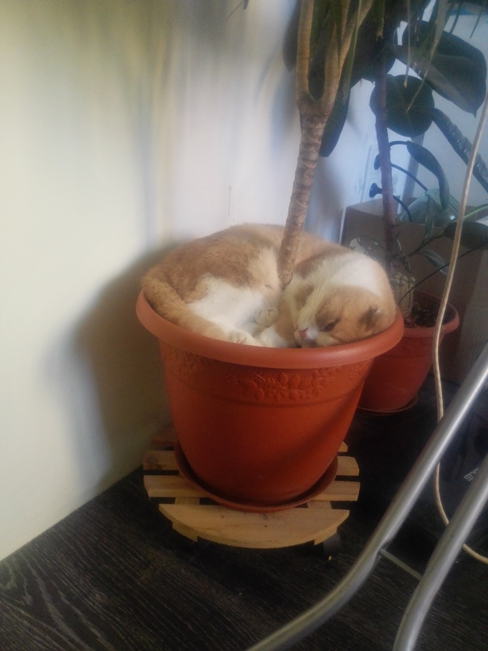 Our cat's favorite bed. - My, Catomafia, The photo, cat, Longpost