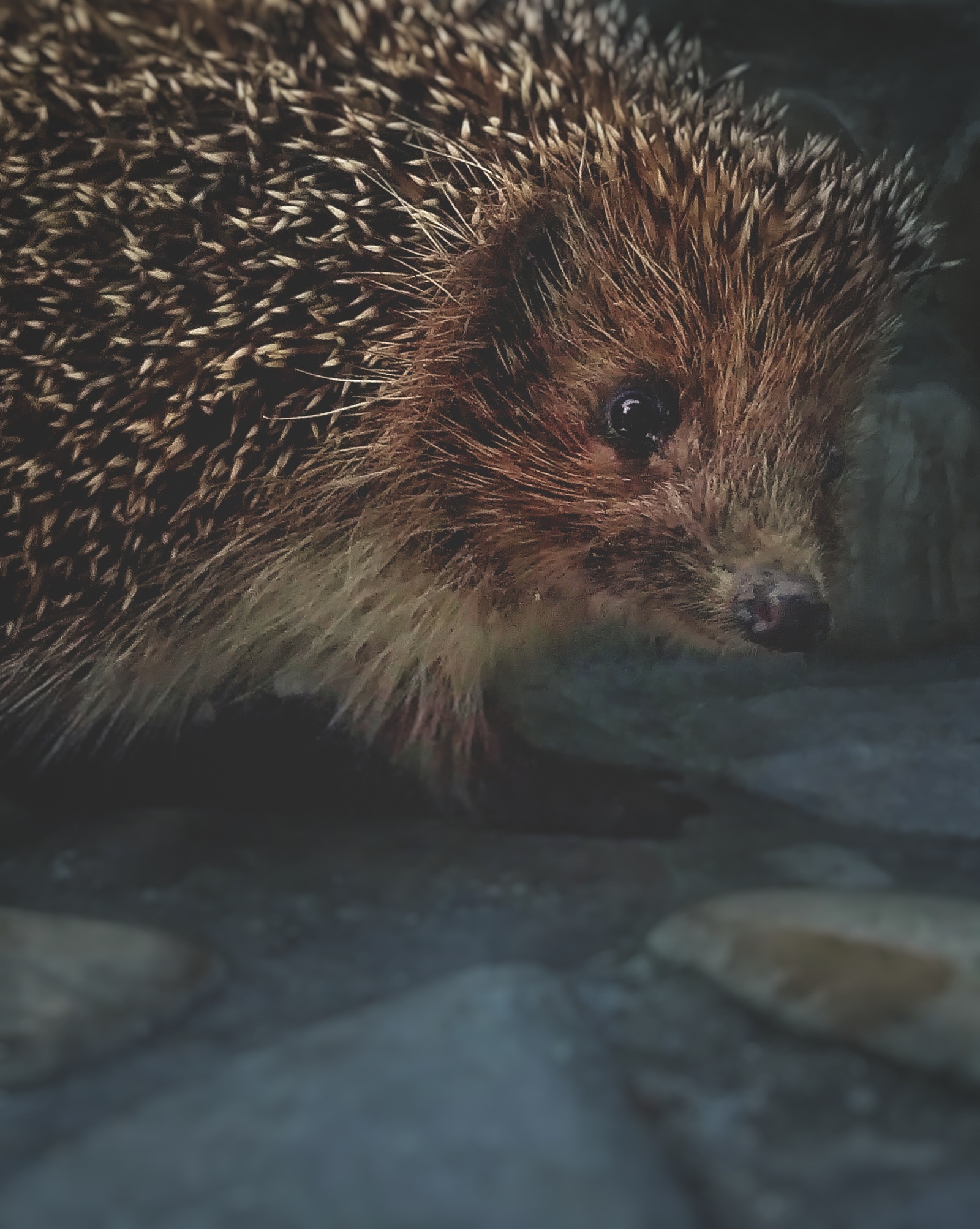 Photographed a hedgehog - My, The photo, Animals, Hedgehog