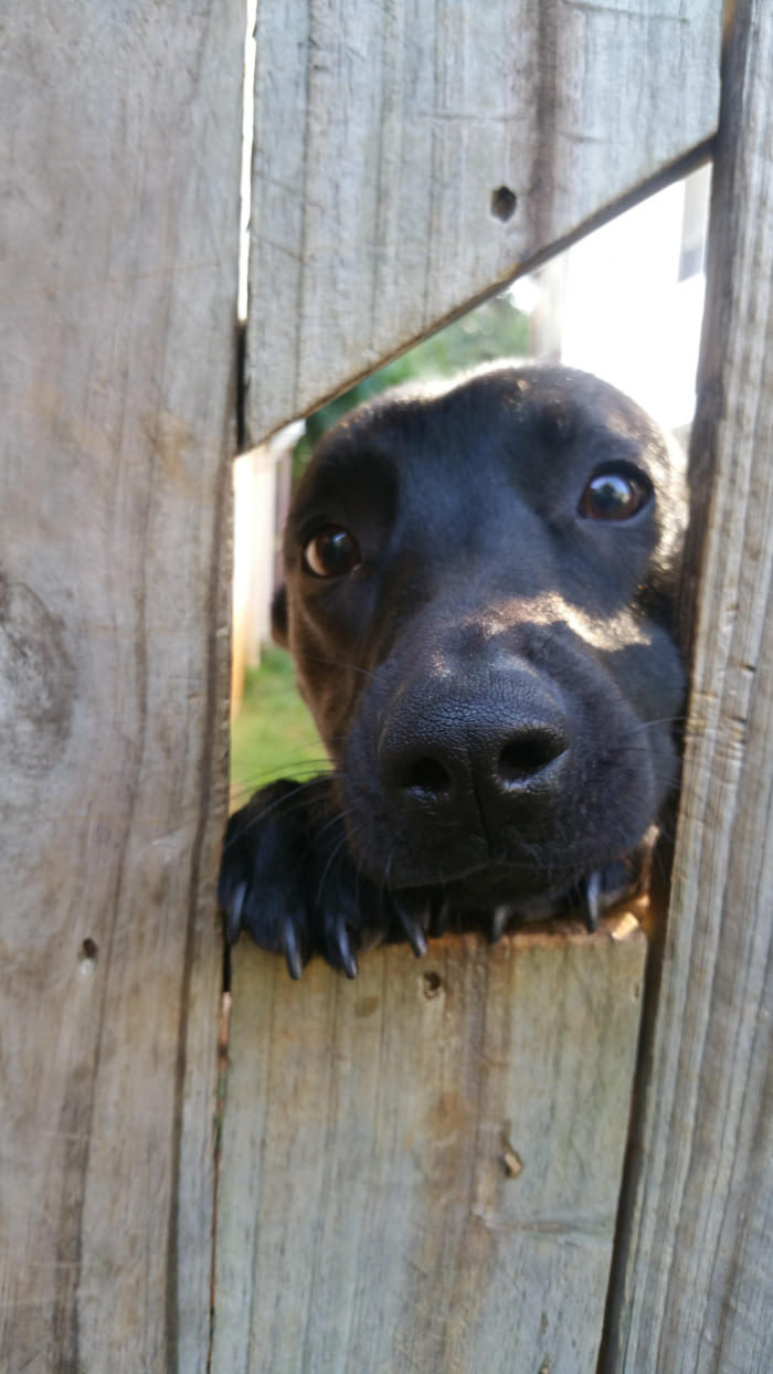 Hi, neighbor! - Dog, Milota, Animals, Fence