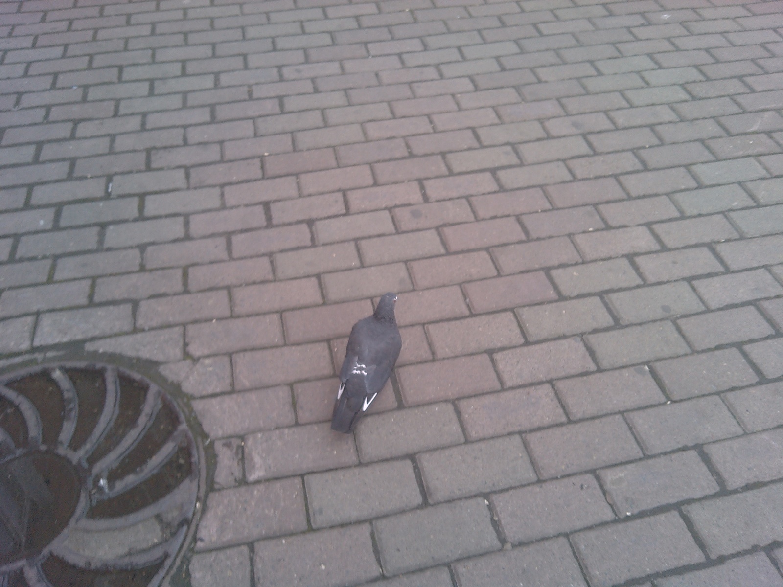 Hiden advertisment ? - My, Pigeon, 