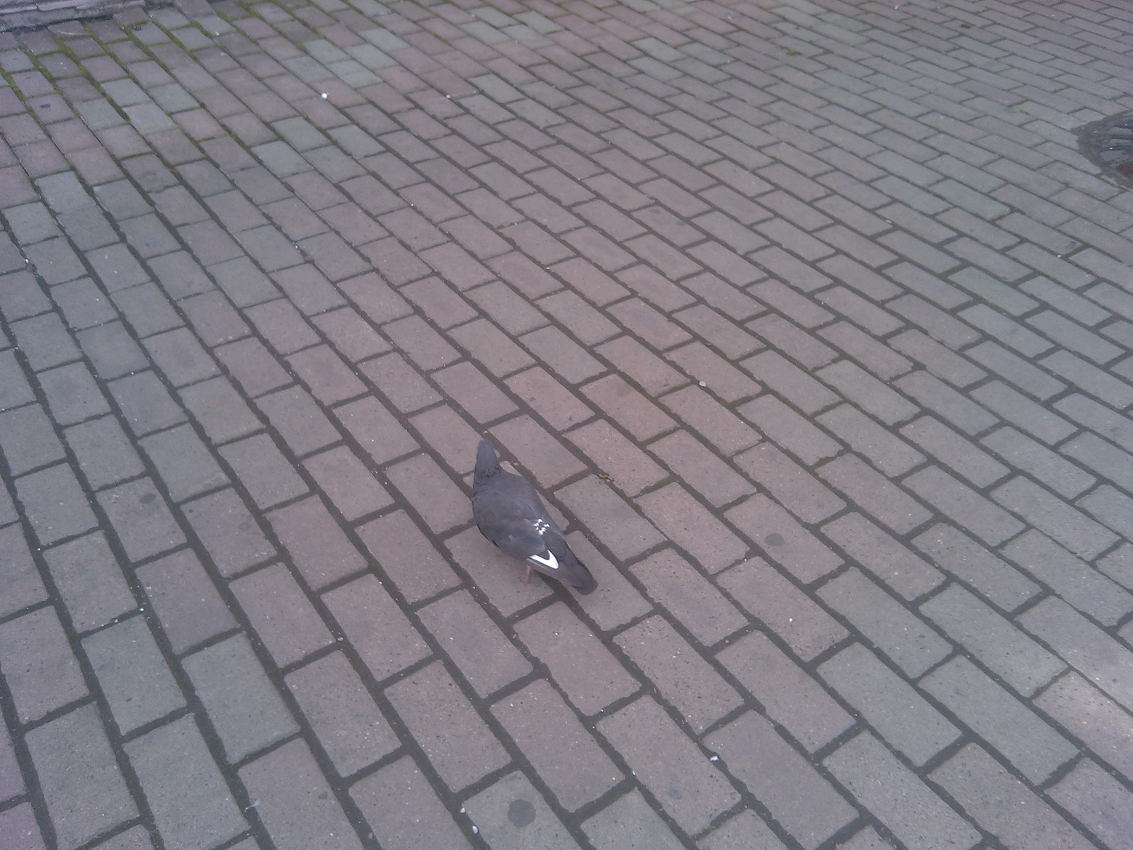 Hiden advertisment ? - My, Pigeon, 