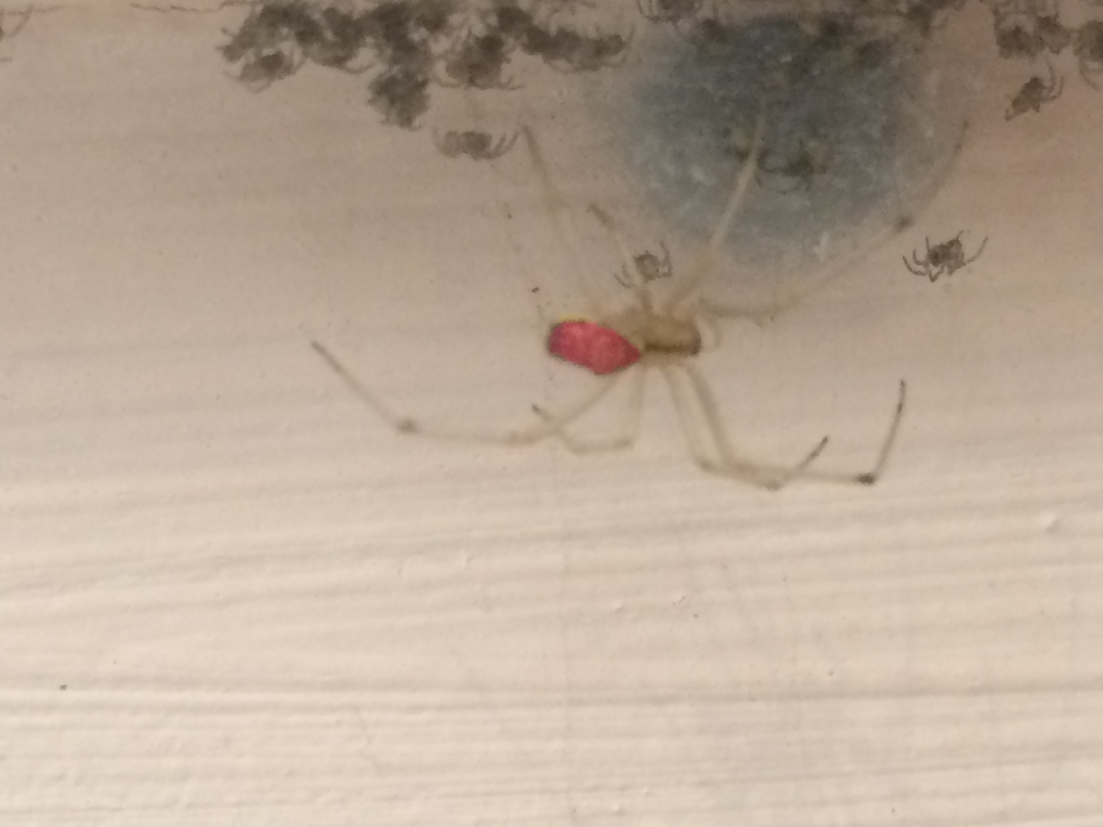 Can you tell me what kind of spider it is? - My, Spider, Name, Help