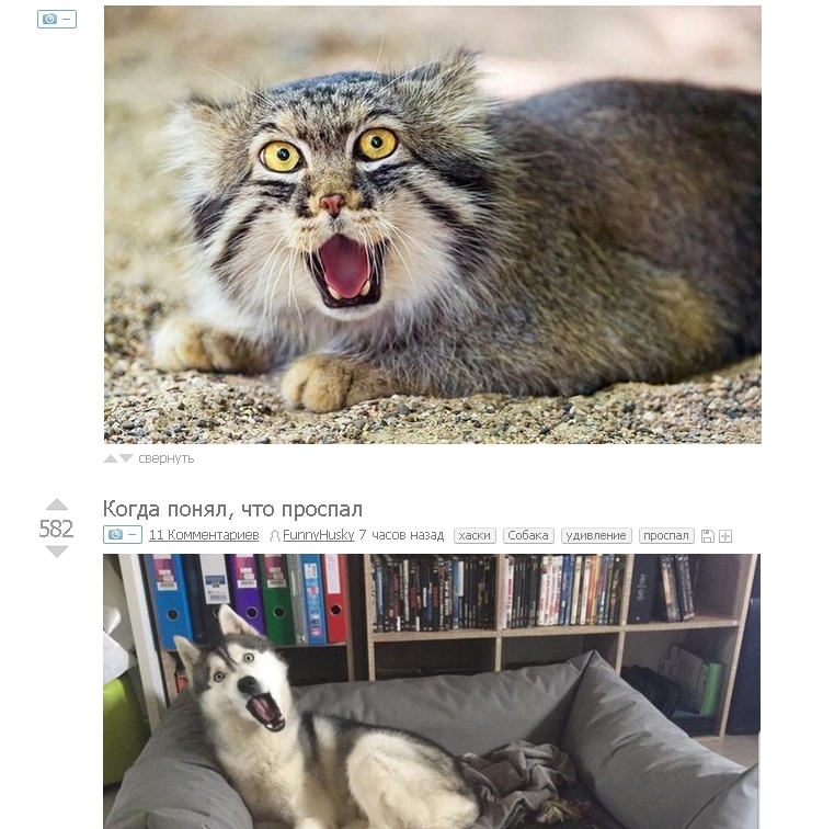 When a girl gets up on your alarm and slept with you - Pallas' cat, Husky, cat, Dog, Overslept