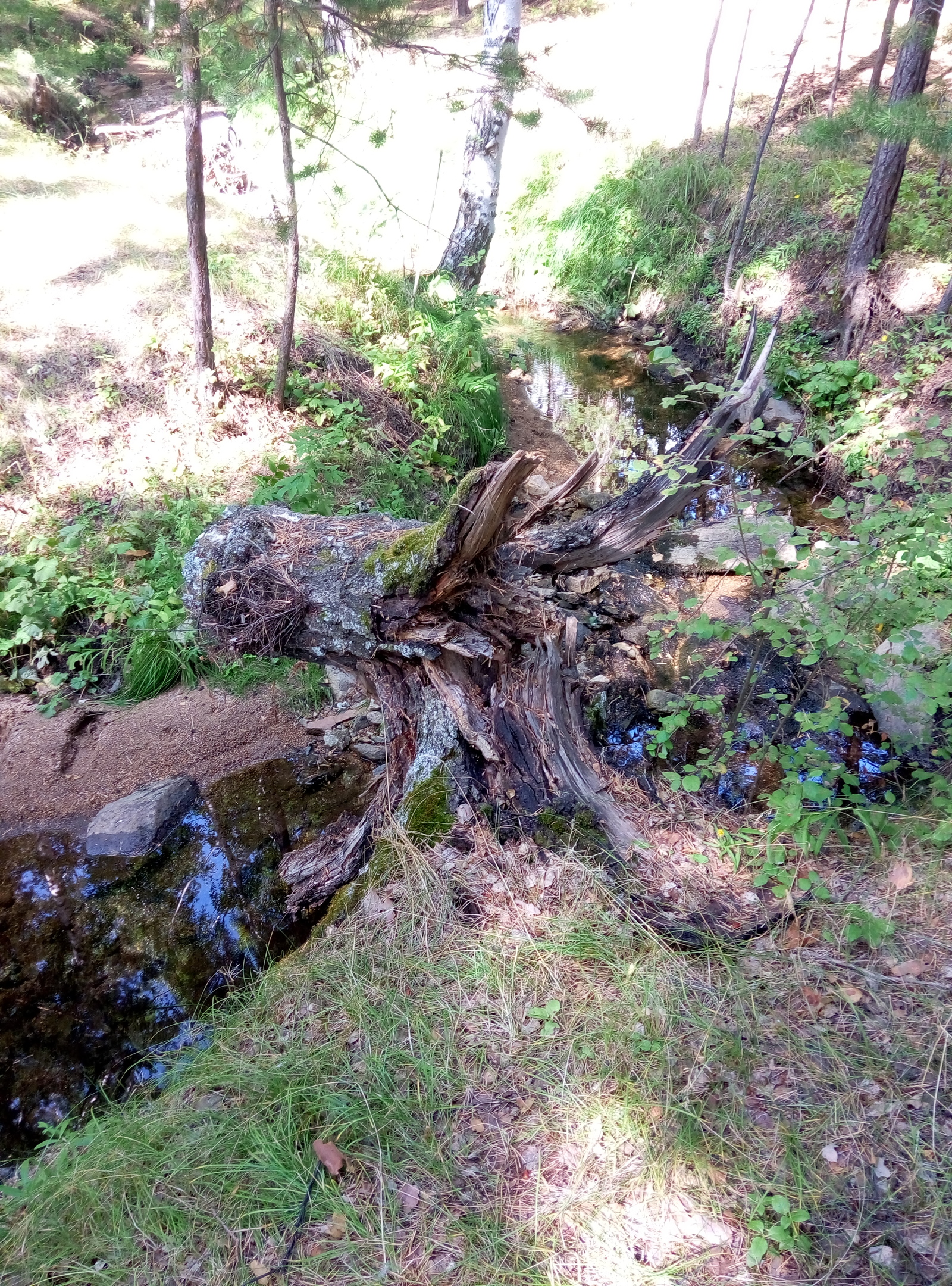 Karkaralinsk - My, Kazakhstan, Forest, Karkaralinsk, Tree, The photo, My, Longpost