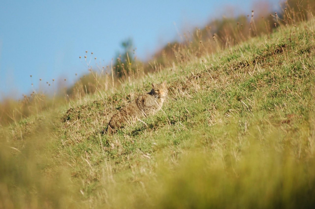 Кот дикий или лесной, European Wildcat Латинское название: Felis silvestris Schreber. - Кот, Обитание, Повадки, Длиннопост