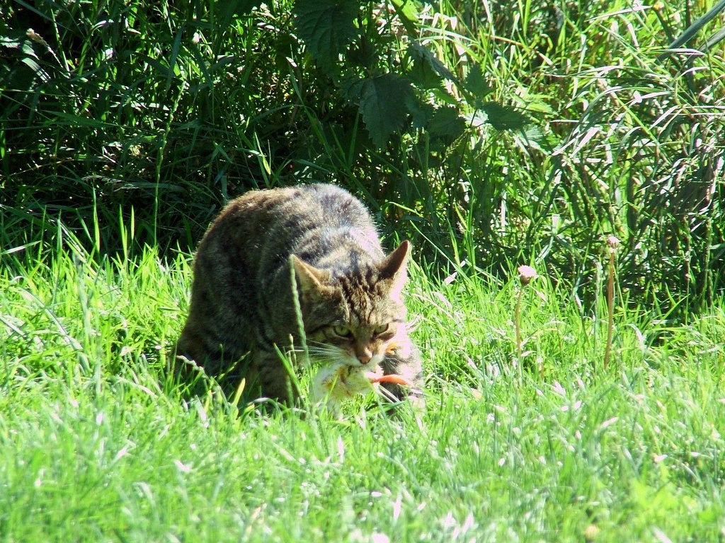 Кот дикий или лесной, European Wildcat Латинское название: Felis silvestris  Schreber. | Пикабу