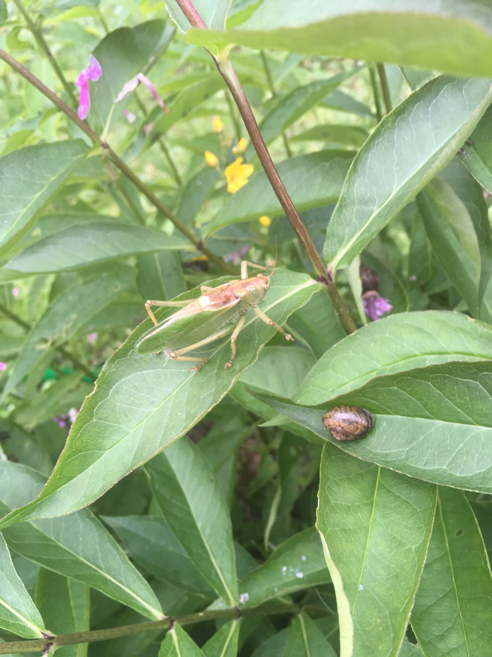 Grasshopper? - My, Insects, Animals, Leningrad region, Insecticides