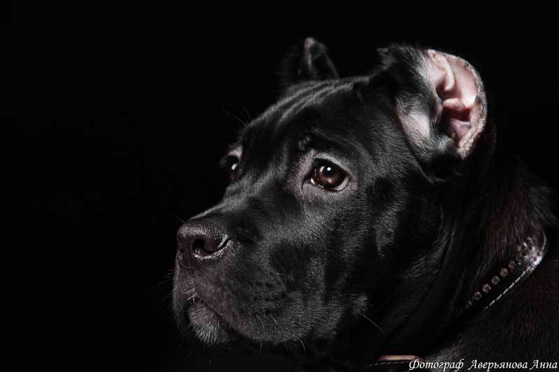 Cane Corso - Ramsey Bolton's Dogs - Dog, Game of Thrones, Animals, The photo