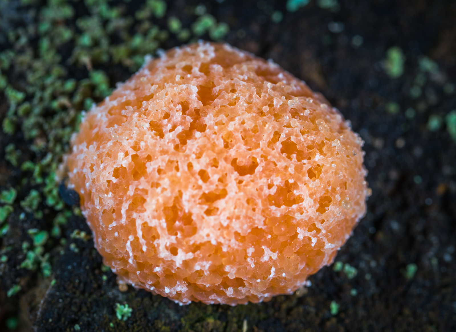 Slime mold plasmodium through a macro lens - My, Plasmodium, Myxomycetes, Slime molds, Mp-e 65 mm