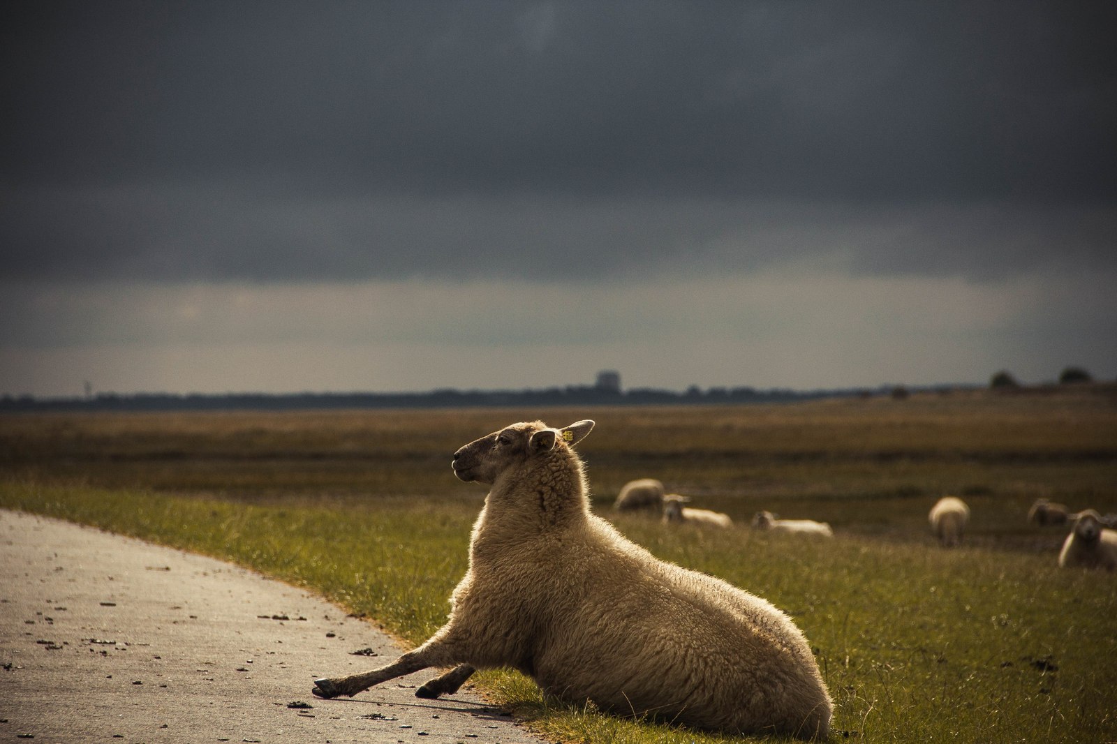 Before the storm - My, Germany, The photo, Sheeps, Lighthouse