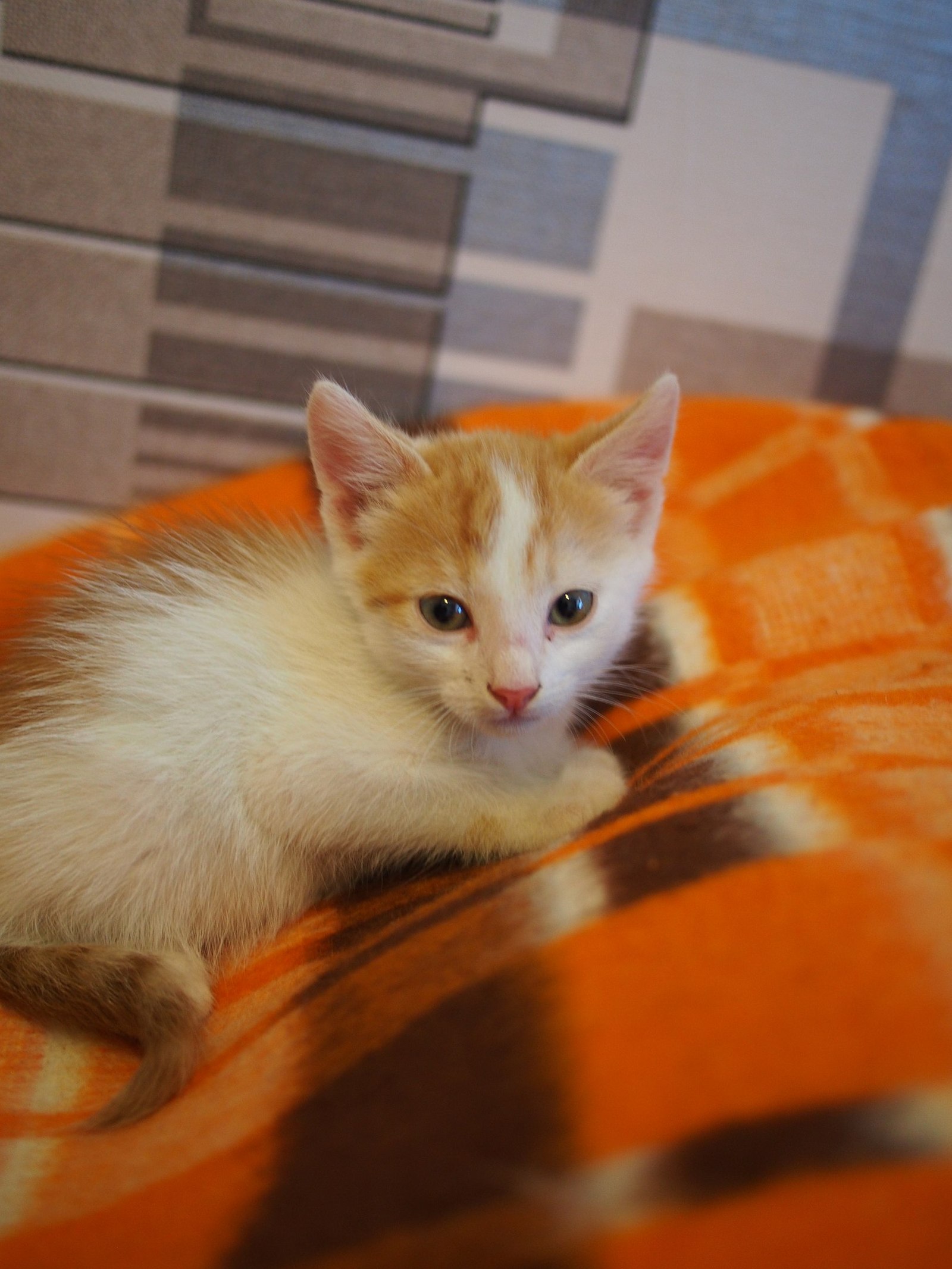 I give away cats! Belgorod - My, In good hands, Help, Kittens, cat, Belgorod, Belgorod region, Longpost, Helping animals