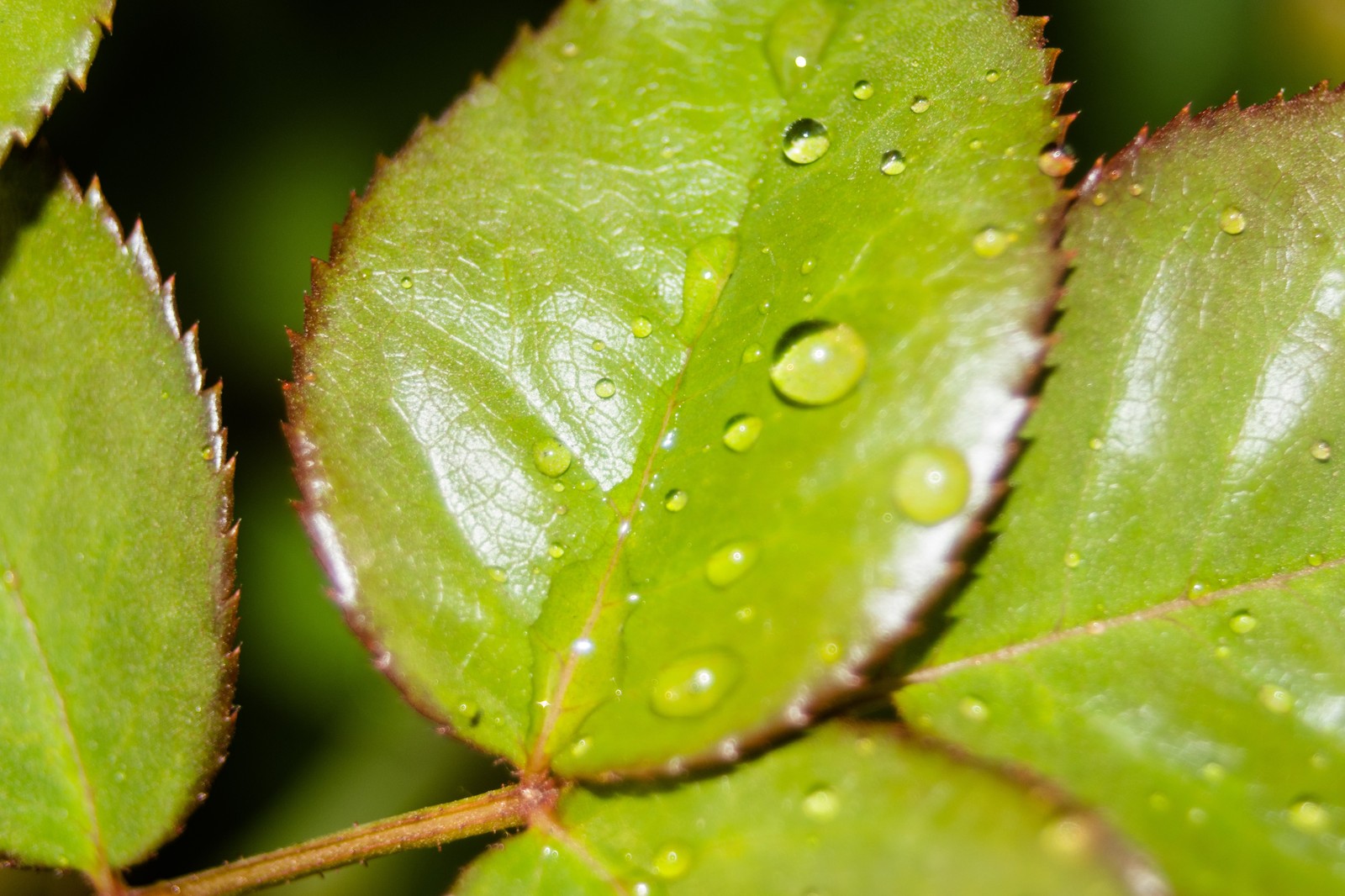 Last days of summer. - My, Macro, Spider, Zhuzhalka, Flowers, Rain, Longpost, Macro photography