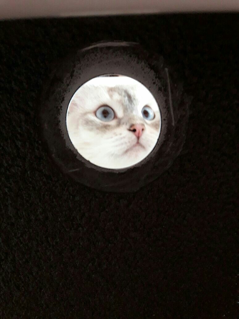 I don't know what to call it, just a cat and a bath - My, cat, Land in the porthole, Longpost