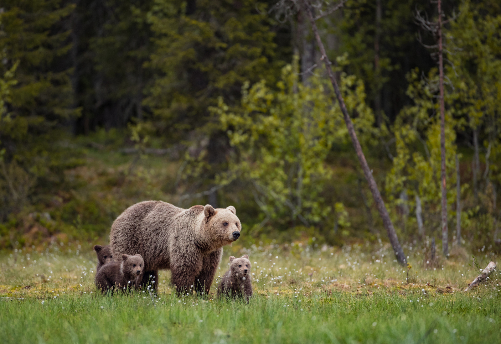 forest life - Bear, Forest, Not mine, Longpost, The Bears