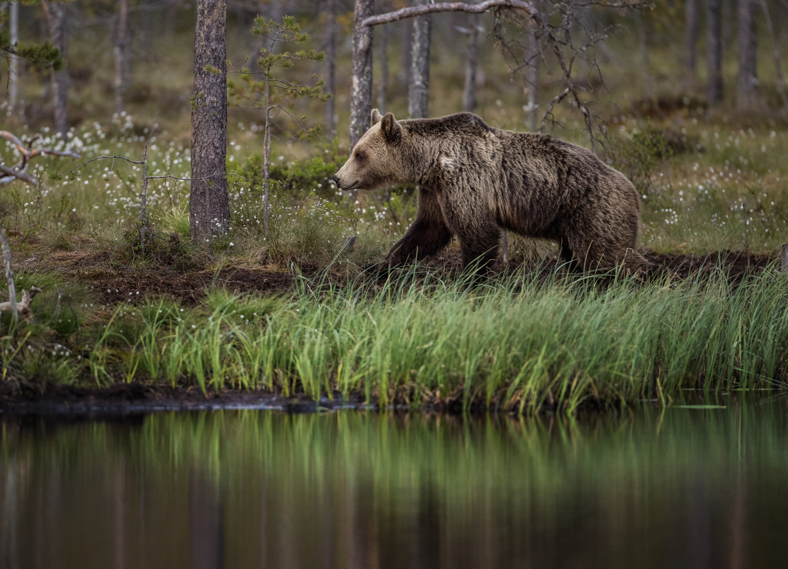 Bears live in forests. Лесная жизнь.