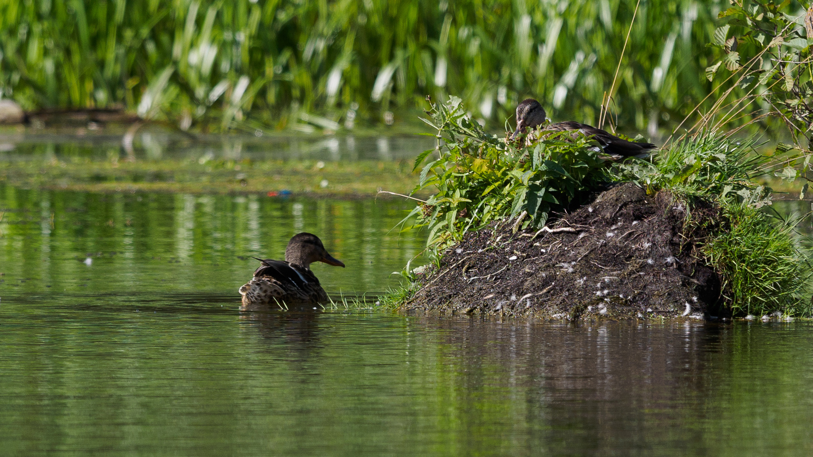 mallard ducks - My, Photo hunting, Duck, Mallard duck, River, , Kaluga, Kaluga region, Birds, Longpost