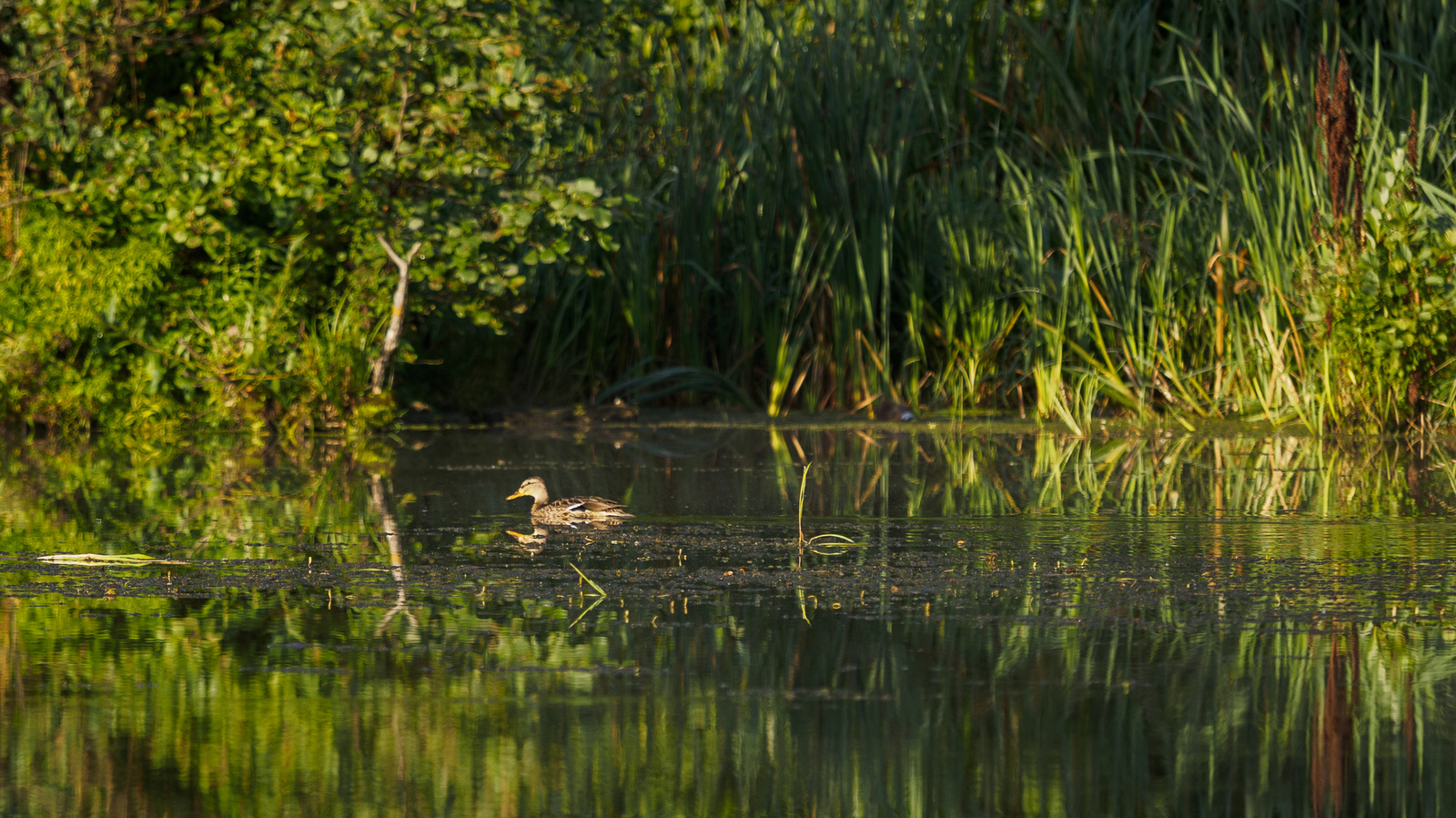 mallard ducks - My, Photo hunting, Duck, Mallard duck, River, , Kaluga, Kaluga region, Birds, Longpost