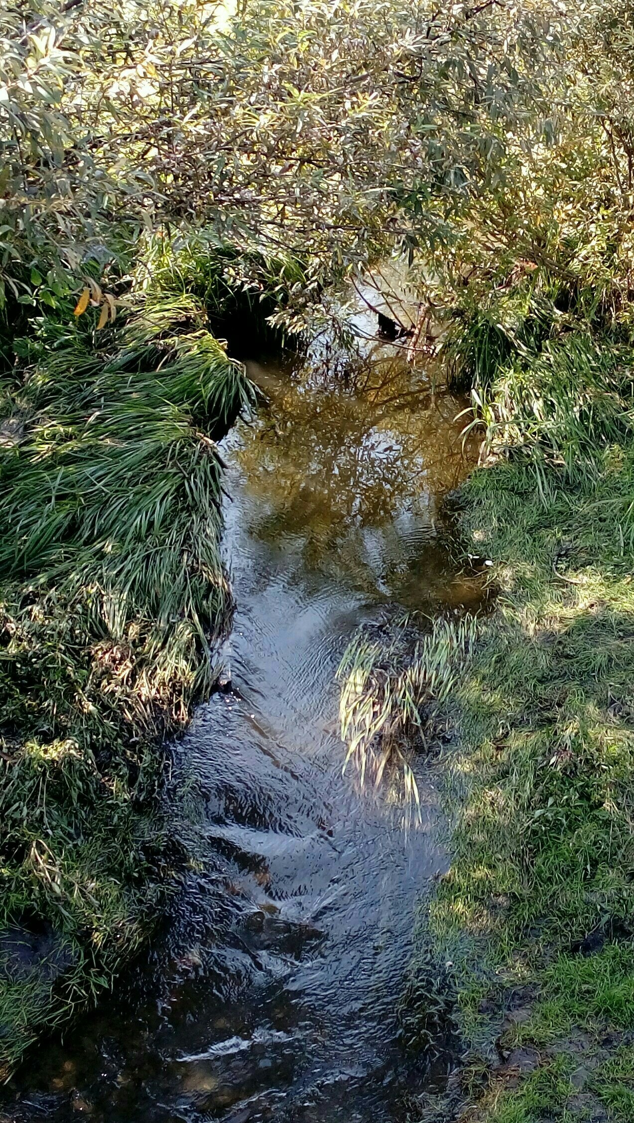 Creek in Krasnoyarsk - My, Stream, August